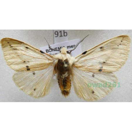 Spilarctia lutea (Hufnagel, 1766) Czech91b